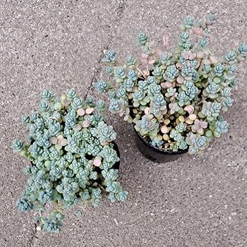 多肉植物　星美人　抜き苗 多肉植物 星美人 抜き苗 - メルカリ